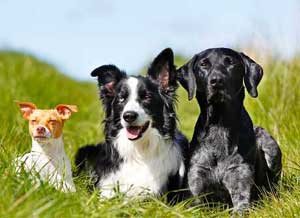 Dog with lovers