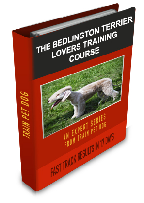 Bedlington Terrier Lovers