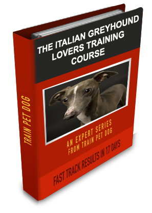 Italian Greyhound Lovers