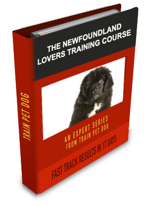 Newfoundland Lovers