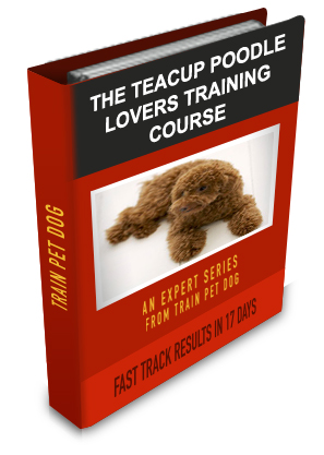 Teacup Poodle Lovers